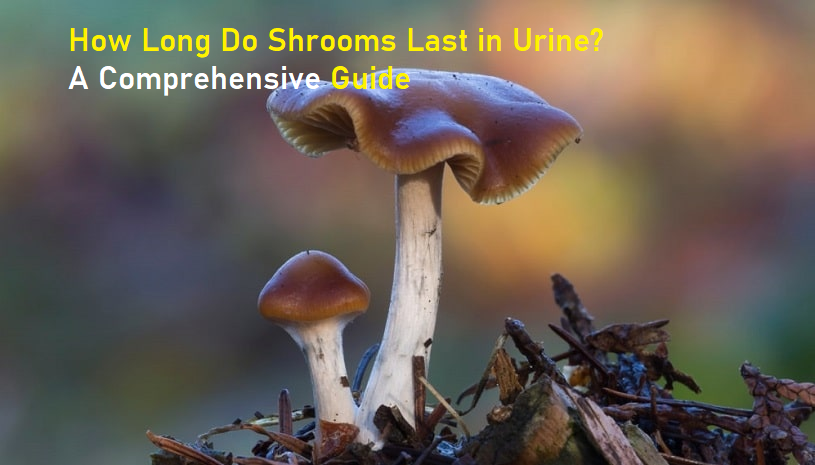 how-long-do-shrooms-last-in-urine-a-comprehensive-guide